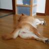 まったり、お昼寝(*￣∇￣*)何故かお尻をボクに向けるの(TT)