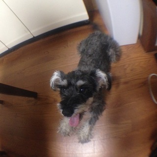 シュナウザー♂2歳♡活発お利口♡びび君