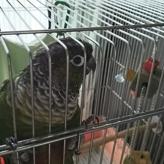 ウロコインコ