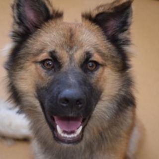 シャイだけど忠実★リョウタロウです