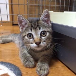 かわいいきじ