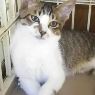 猫会＊健康チェック済＊２か月かわいい男の子