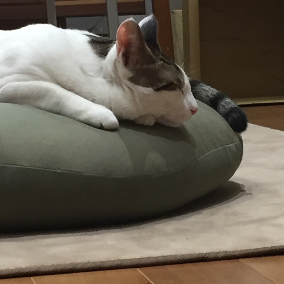 カヲルのカバー写真