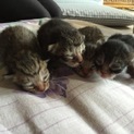 子猫の里親募集しております。