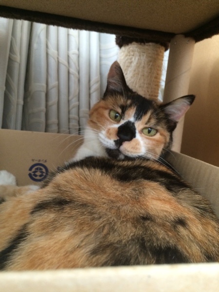 あんなん