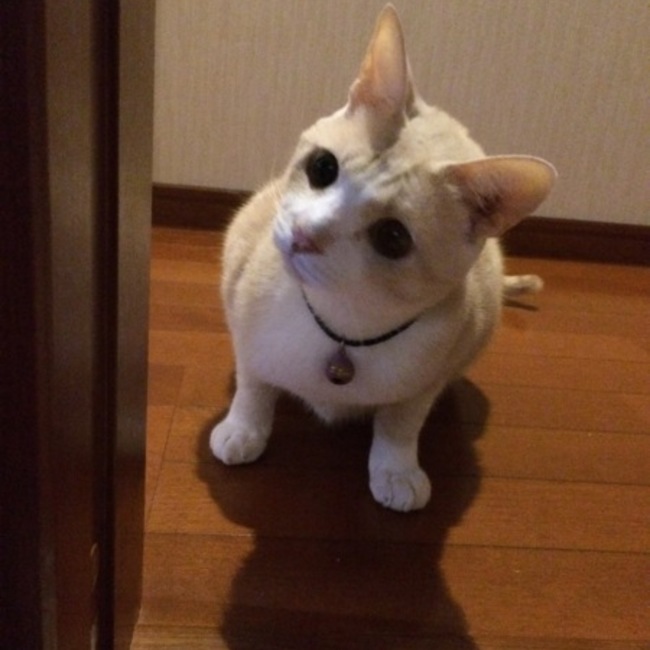 Ramu  muraのカバー写真