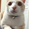 の写真