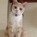 ベージュ色の綺麗な成猫♂(去勢済み)性格:温厚
