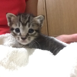 里親さん、募集してます！