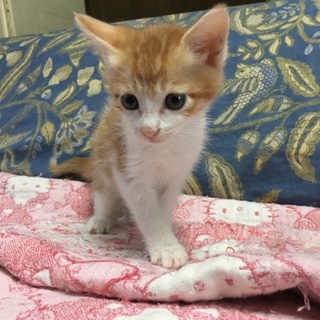 キュートな茶白の男の子猫