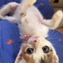ちびちび５にゃん兄妹 三毛、茶白、キジ白
