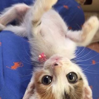 ちびちび５にゃん兄妹 三毛、茶白、キジ白