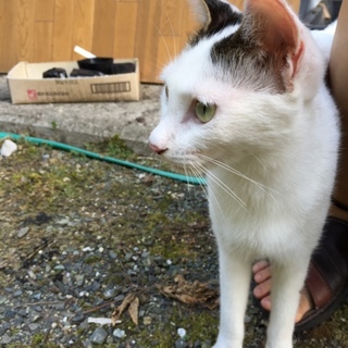 人懐っこすぎる綺麗なのらねこちゃん