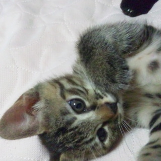 里親さま募集中です!!