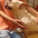 繁殖引退犬です