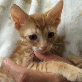 生後2ヶ月弱♥人にべったりな甘えん坊兄弟　②茶トラ