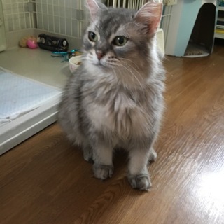 この上ない甘えたさんのキャンディです
