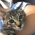 茶黒の3ヵ月の猫！