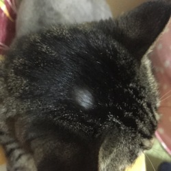 通院からのハゲ