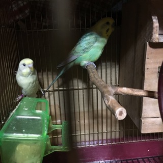 セキセイインコつがいの里親募集