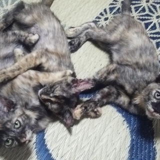 人なつっこい子ネコです！
