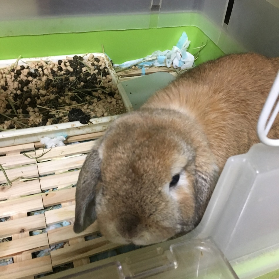メルのカバー写真