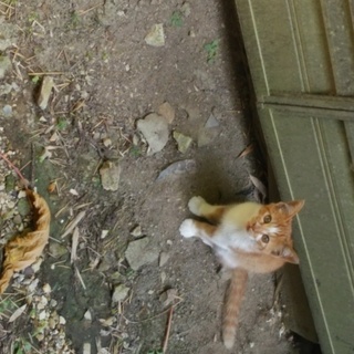 ２匹の捨て猫の里親さん探してます！