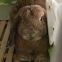 ロップイヤーの2歳の男の子です