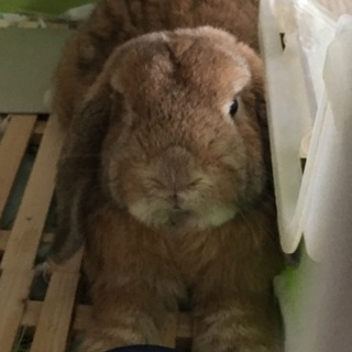 ロップイヤーの2歳の男の子です