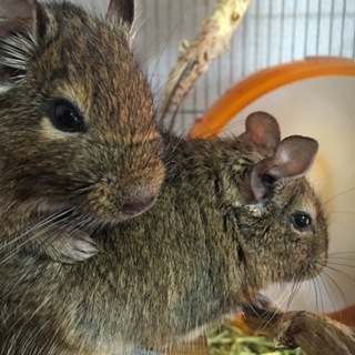 デグー♀の里親募集！