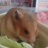 生後1か月半ゴールデンハムスター（カラー） サムネイル2