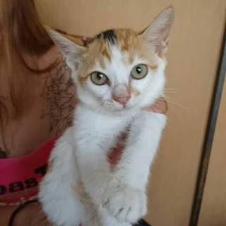 急募！里親募集！