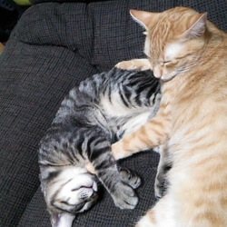 「クラミジアふたたび？？」サムネイル2