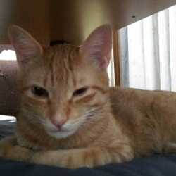 「クラミジアふたたび？？」サムネイル3