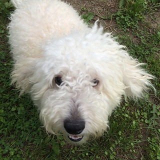 里親さん募集します。