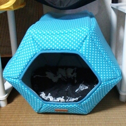 クラミジアふたたび？？