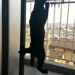 網戸が破けちゃうよ(>_<)