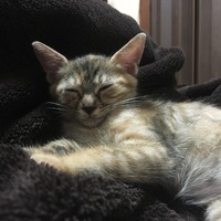 きくまる