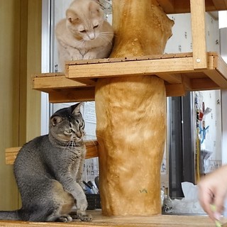 仲良しの２匹を一緒にお願いします！