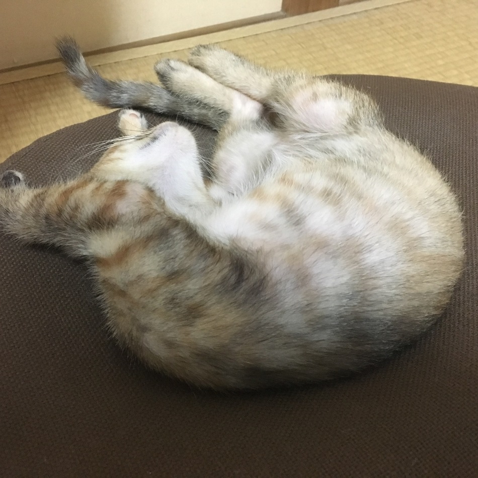 きくまるのカバー写真