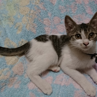 野良猫保護しました。