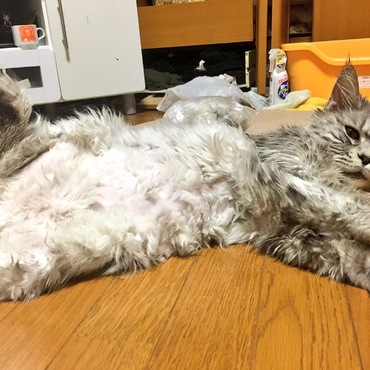 暑いのでお腹の毛を刈りました