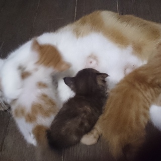 大変心優しい里親様に出逢えました。有難うございます