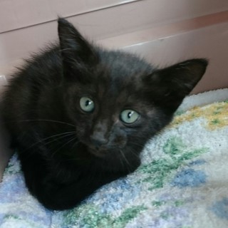 こんこんの里親募集