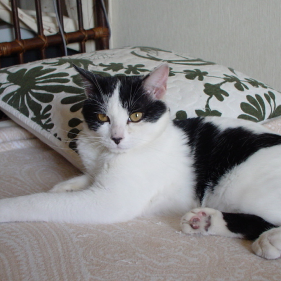 ハチのカバー写真