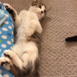 おはようにゃん