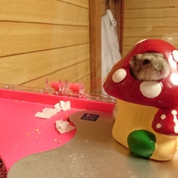 「クゥちゃんと仲良くなれそう」サムネイル3