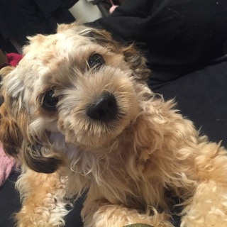 【至急】里親さん募集してます。