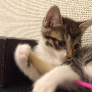 里親さん見つかりました ありがとうございました