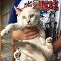 人懐っこい子猫生後80日①
